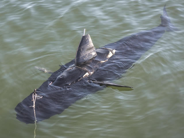 VIRGINIA BEACH, Va. (Dec. 11, 2014) The GhostSwimmer vehicle, developed by the Chief of Naval Operations Rapid Innovation Cell project Silent NEMO, undergoes testing at Joint Expeditionary Base Little Creek - Fort Story. Project Silent NEMO is an experiment which explores the possible uses for a biomimetic device developed by the Office of Naval Research. (U.S. Navy photo by Mass Communication Specialist 3rd Class Edward Guttierrez III/Released)