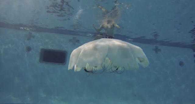 Virginia Tech College of Engineering researchers have unveiled a life-like, autonomous robotic jellyfish the size and weight of a grown man, 5 foot 7 inches in length and weighing 170 pounds. The prototype robot, nicknamed Cyro, is a larger model of a robotic jellyfish the same team – headed by Shashank Priya of Blacksburg, Va., and professor of mechanical engineering at Virginia Tech – unveiled in 2012. The earlier robot, dubbed RoboJelly, is roughly the size of a man’s hand, and typical of jellyfish found along beaches.